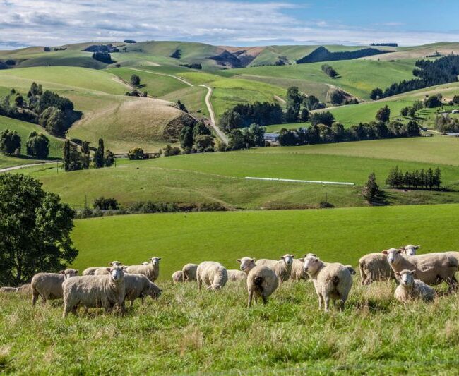 Sustainable Rug Fibres 2027