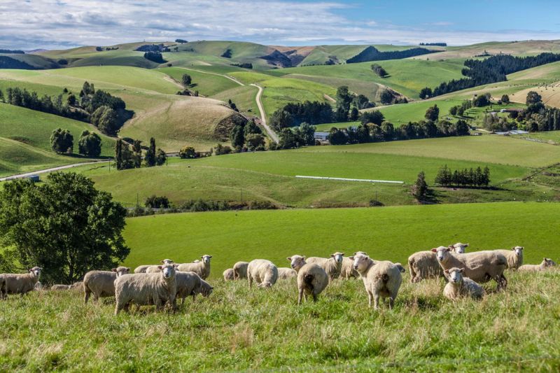 Sustainable Rug Fibres 2027