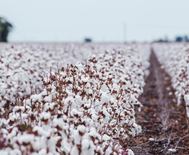 Sustainable Rug Fibres 2027