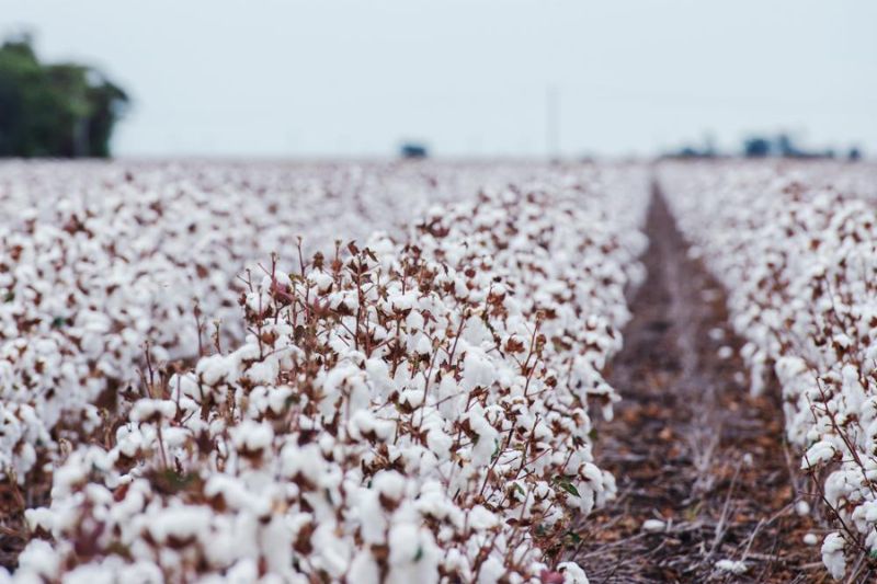 Sustainable Rug Fibres 2027